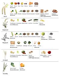 Pollen Food Cross Reactivity Pi Uptodate