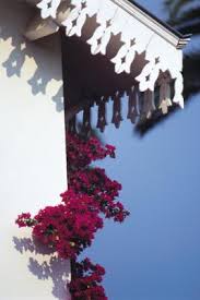 Rabbits can't tolerate foods like bread, rice, chips, or chocolate for instance. Gophers Bougainvillea