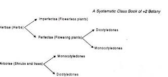 We demonstrate that by developing a visual vocabulary that explicitly represents the various aspects (colour, shape, and texture) that distinguish. Classification Of Angiosperms Explained With Diagram