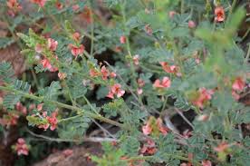 Image result for Barleria holubii
