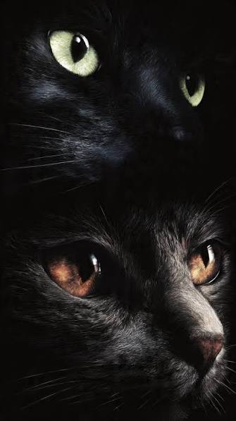 Can Cats See in the Dark? — Furry Friends