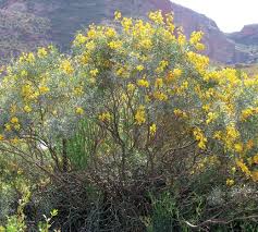 Image result for Lebeckia linearifolia