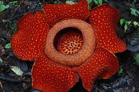 Bunga Raflesia Arnoldi Berasal Dari Daerah Gambar Bunga Bunga Bunga Langka
