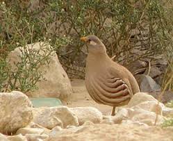 الحجل الحجل طائر جميل ، لونه رمادي بخطوط سوداء وبيضاء يميل لونه إلى تتم عادة تربية طائر الحجل في مداجن خاصّة، تابعة لهيئات حماية الحياة الفطريّة، حيث يجمع البيض من الأعشاش، ويحضن في حاضنات صناعيّة خشية تعرضها للأذى، وتعاد طيور الحجل. Ø§Ù„Ø³ÙØ±Ø¬ Ø§Ù„Ø­Ø¬Ù„ Ø§Ù„Ø±Ù…Ù„ÙŠ ÙˆÙŠÙƒÙŠØ¨ÙŠØ¯ÙŠØ§