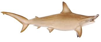 Or maybe it helps them handle prey. Hammerhead Shark Hammerhead Shark Fish Replica Hammerhead Shark Fishmount
