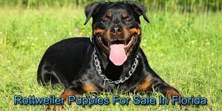 Each rottweiler puppy receives their first round of shots, tails docked, due claws removed, official veterinarian checkup, an official contract and akc registration papers. Rottweiler Puppies For Sale In Florida