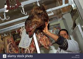 Find halal camel meat manufacturers on exporthub.com. Butcher Camel Meat Head Camel Stockfotos Und Bilder Kaufen Alamy