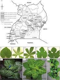 Image result for Lepistemon owariensis