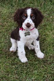 Since 1985 we have raised and exhibited english springer spaniels in conformation, agility, and obedience. Tri Color English Springer Spaniel Puppies For Sale Off 53 Www Usushimd Com
