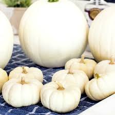 Pumpkins have the same texture on all 4 sides. How To Preserve Pumpkins Gourds An Easy Quick Method