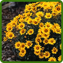 Image result for Ursinia montana