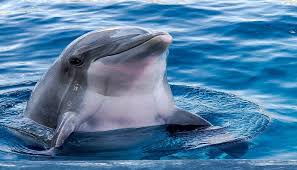 Maybe you would like to learn more about one of these? Awas Manusia Tidak Pernah Boleh Berenang Bersama Lumba Lumba Ini 4 Alasannya Poskota Co Id