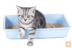 Katzen erbrechen sich leider schon einmal. Unsauberkeit Bei Katzen Die 4 Wichtigsten Ursachen