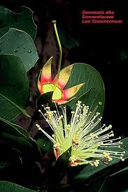 Image result for Sonneratiaceae