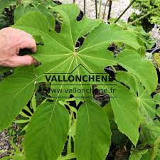 Vallonchene