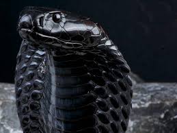 Vielleicht ist es nicht die giftigste schlange der welt, aber sie. Das Sind 15 Der Todlichsten Schlangen Der Welt Tipps Zum Reisen Part 2 Schlangen Schlangen Bilder Giftige Schlangen