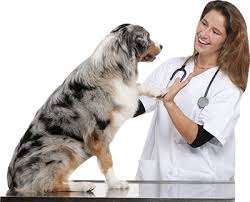 The vpi policyholder portal includes options to quickly update your contact and payment information, check your claim status and history, and download necessary. 17 Best Pet Insurance Reviews Ideas Pet Insurance Reviews Pet Insurance Pet Parent