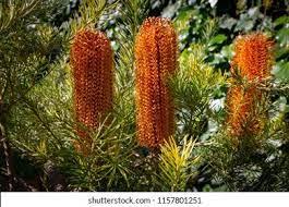 Banksia Flower Juice Best Flower Wallpaper