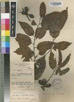 Image result for Staudtia