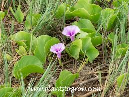 Image result for Ipomoea lapathifolia