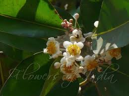Image result for Calophyllum inophyllum