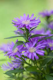 Purple Aster Amazing Flowers Pretty Flowers Beautiful Flowers