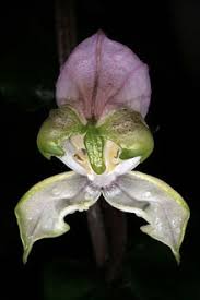 Image result for Disperis