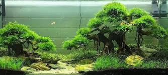 Select from distinct spider wood at alibaba.com to enhance the aesthetic appearance of your interior decor. Different Types Of Aquarium Driftwood Fish Care