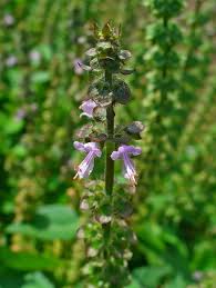 Image result for Ocimum americanum