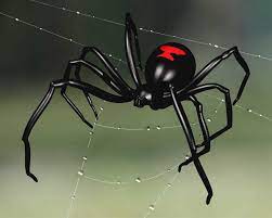 Grand sceau du canada) is a governmental seal used for purposes of state in canada, being set on letters patent, proclamations and commissions, both to representatives of the queen and for the appointment of cabinet ministers. How To Control Black Widow Spiders Gilles Lambert Pest Control