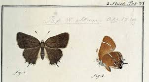 Image result for Satyrium compactum