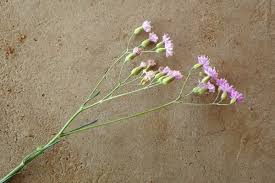 Image result for Emilia schinzii