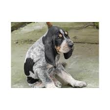 Image result for malý modrý gaskoňský honič