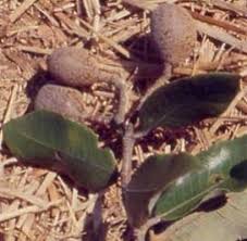 Image result for Parinari excelsa