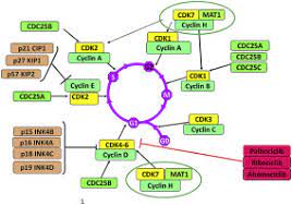 We did not find results for: Recent Advances In The Development Of Cyclin Dependent Kinase 7 Inhibitors Sciencedirect