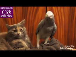 песня никто тебя не любит так как я оригинал скачать Nikto Tebya Ne Lyubit Tak Kak Ya Pesnya Poet Rebenok