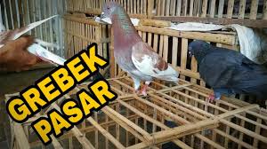 Anda bisa mencarinya disini berdasarkan budget yang anda punya. Main Ke Pasar Pasti Yogjakarta Borong Merpati Murah Youtube