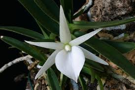 Image result for Polystachya dendrobiiflora