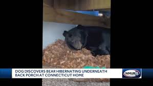 Dog finds bear hibernating under deck of Connecticut home