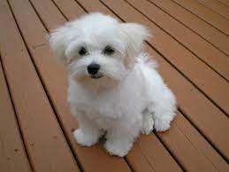 Morkie Dog The Maltese Yorkie Mix Animal Corner