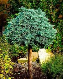 Small and miniature evergreen conifer trees or shrubs such as compact junipers, pine trees, cypress shrubs, yews, and spruce trees are easy to grow and look after. 28 Juniper Trees Ideas Juniper Tree Plants Shrubs