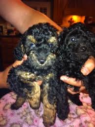 Rescue standard poodle, toy poodle and miniature poodles jan 09, 19 05:57 pm if you want to adopt poodles, we have information on how to rescue standard poodle, toys and miniatures with information on rescue shelters across the united states. Toy Poodle Puppies Is An Adoptable Poodle Dog In Rowlett Tx We Have 2 Precious 7 Week Old Pure Bred Toy Poodle Pupp Very Cute Puppies Poodle Puppy Poodle Dog