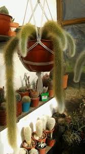 Wrap the band around the plant like a belt or harness. Cleistocactus Colademononis Purple Plants Cactus Pictures Dorm Plants