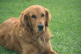 Creative ways to give your dog a unique female name. Best Female Dog Names In India Badeloft Com