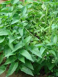 Image result for Ipomoea aquatica