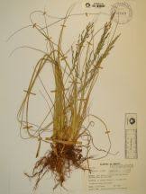 Image result for Eragrostis plana