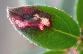 Image result for Mompha miscella