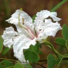 Image result for Bauhinia macrantha