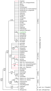 Image result for Scleria welwitschii