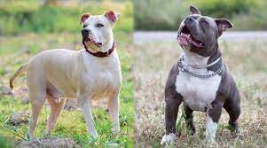 A common misconception is that it is the same as the pit bull. Pitbull Vs American Bully Differences Similarities